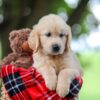Image of Trevan, a Golden Retriever puppy