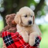 Image of Trevan, a Golden Retriever puppy