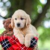 Image of Trevan, a Golden Retriever puppy