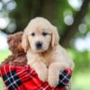 Image of Trevan, a Golden Retriever puppy