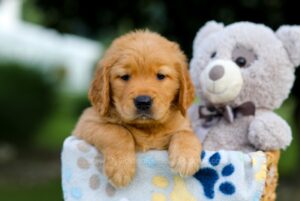 Image of Turbo, a Golden Retriever puppy