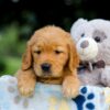 Image of Turbo, a Golden Retriever puppy