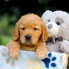 Image of Turbo, a Golden Retriever puppy