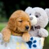 Image of Turbo, a Golden Retriever puppy