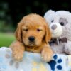 Image of Turbo, a Golden Retriever puppy