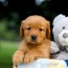 Image of Twinkle, a Golden Retriever puppy