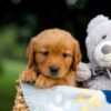 Image of Twinkle, a Golden Retriever puppy