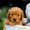 Image of Twinkle, a Golden Retriever puppy
