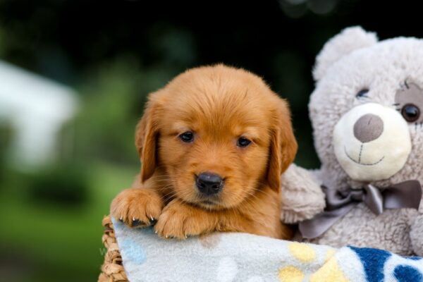 Image of Twinkle, a Golden Retriever puppy