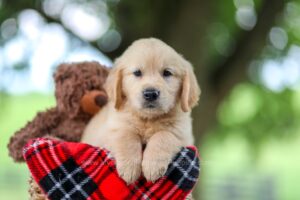 Image of Tyler, a Golden Retriever puppy