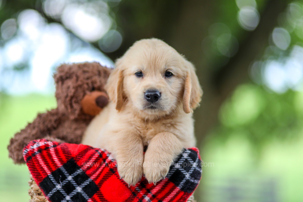 Tyler Image of Tyler, a Golden Retriever puppy