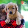 Image of Whitney, a Golden Retriever puppy
