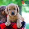 Image of Whitney, a Golden Retriever puppy