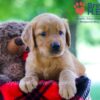 Image of Whitney, a Golden Retriever puppy