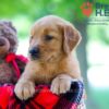 Image of Whitney, a Golden Retriever puppy