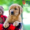 Image of Whitney, a Golden Retriever puppy