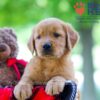 Image of Whitney, a Golden Retriever puppy