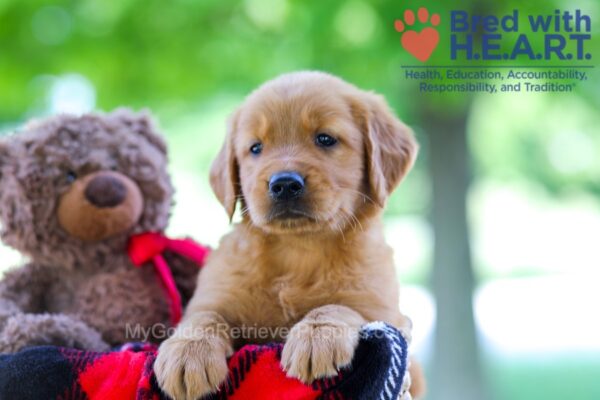 Image of Whitney, a Golden Retriever puppy