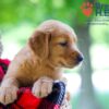 Image of Whitney, a Golden Retriever puppy