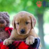 Image of Whitney, a Golden Retriever puppy