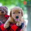 Image of Whitney, a Golden Retriever puppy