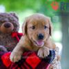 Image of Whitney, a Golden Retriever puppy