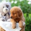Image of Zuma, a Golden Retriever puppy