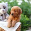 Image of Zuma, a Golden Retriever puppy