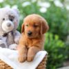 Image of Zuma, a Golden Retriever puppy