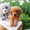 Image of Zuma, a Golden Retriever puppy