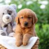 Image of Zuma, a Golden Retriever puppy