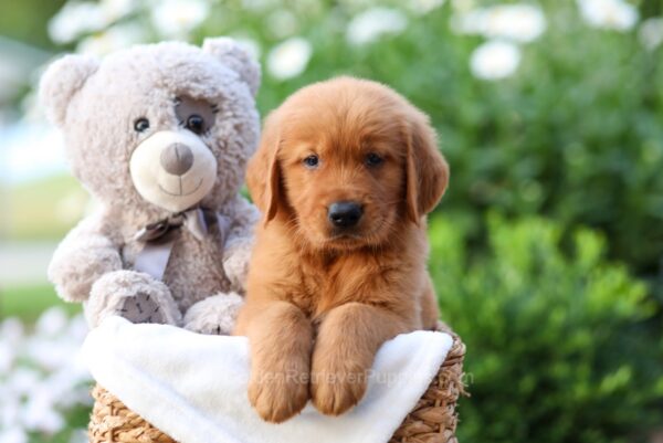 Image of Zuma, a Golden Retriever puppy