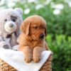 Image of Zuma, a Golden Retriever puppy