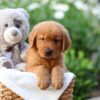 Image of Zuma, a Golden Retriever puppy