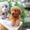 Image of Zuma, a Golden Retriever puppy