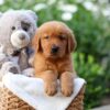 Image of Zuma, a Golden Retriever puppy