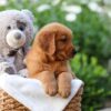 Image of Zuma, a Golden Retriever puppy