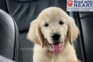 Image of Cassie (trained), a Golden Retriever puppy