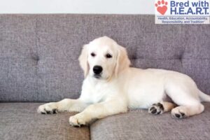 Image of Cindi, a Golden Retriever puppy