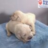 Image of Creams - Sept 3rd, a Golden Retriever puppy