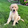 Image of Gunner, a Golden Retriever puppy