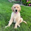 Image of Gunner, a Golden Retriever puppy