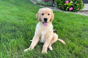 Image of Gunner, a Golden Retriever puppy