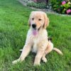 Image of Gunner, a Golden Retriever puppy