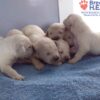 Image of Creams - Sept 3rd, a Golden Retriever puppy