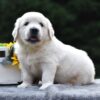 Image of Sparky, a Golden Retriever puppy