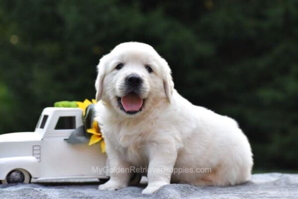 Image of Sparky, a Golden Retriever puppy