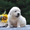 Image of Sparky, a Golden Retriever puppy