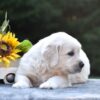 Image of Sparky, a Golden Retriever puppy