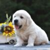 Image of Sparky, a Golden Retriever puppy